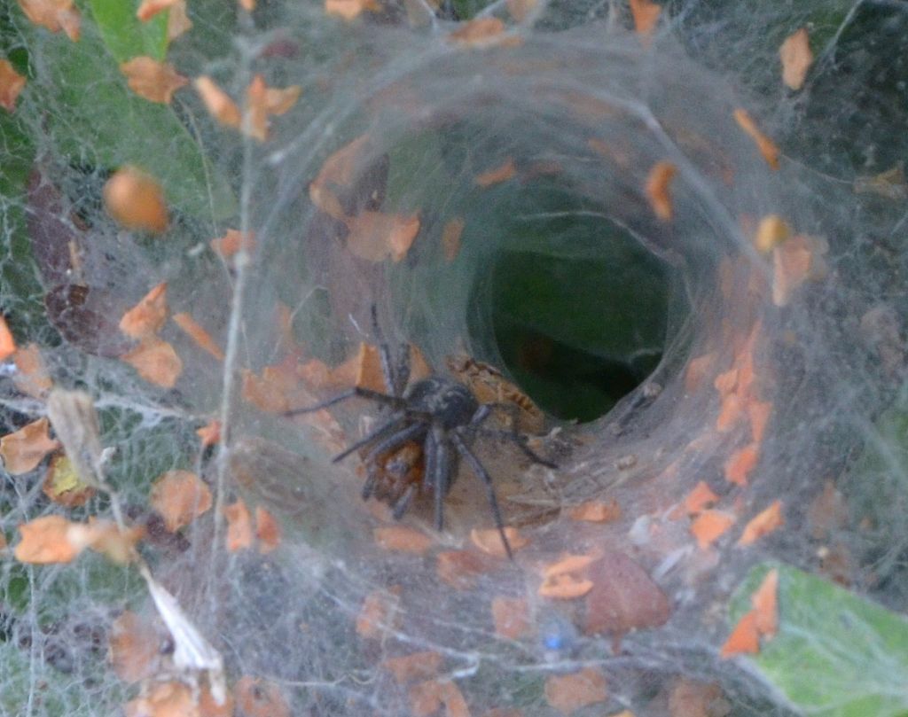 In una ragnatela a imbuto: da ID